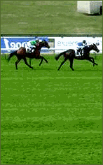 Qatar Prix Horserace