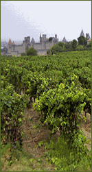 Wine From Bordeaux Region in France