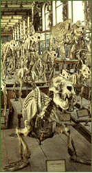 Musum National d'Histoire Naturelle In Paris France